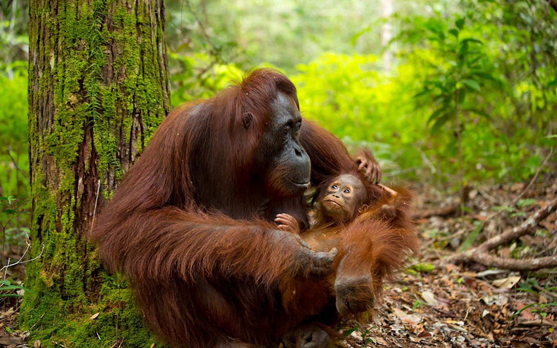 Volunteer in Borneo & Malaysia: Volunteer with Orangutans