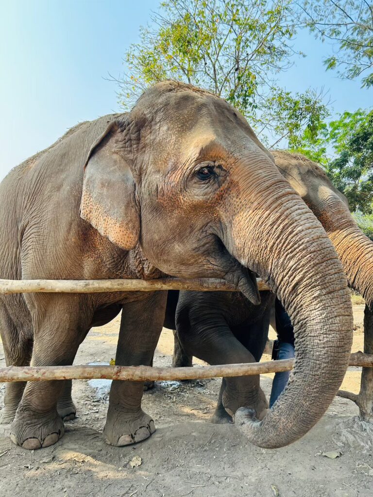 how to volunteer in thailand can i volunteer in thailand can you volunteer in thailand thailand volunteer with elephants volunteer with animals in thailand volunteer trips to thailand volunteer program for thailand volunteer thailand org volunteer thailand free accommodation volunteer thailand free volunteer thailand elephants volunteer thailand dogs volunteer thailand elephants volunteer thailand free accommodation volunteer thailand free volunteer thailand volunteer thailand dogs thailand volunteer programs thailand volunteer teaching english where to stay and volunteer in thailand where to stay and volunteer in thailand volunteer for stray dogs in thailand volunteer with elephants in thailand where to stay and volunteer in thailand volunteer to help elephants in thailand volunteer to teach english in thailand volunteer thailand elephants volunteer thailand animals volunteer thailand elephants volunteer thailand animals volunteer in thailand thailand volunteer programs elephant sanctuary thailand volunteer work volunteer work in thailand thailand elephant sanctuary volunteer job thailand volunteer