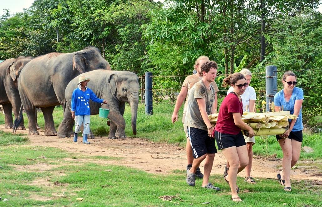 how to volunteer in thailand can i volunteer in thailand can you volunteer in thailand thailand volunteer with elephants volunteer with animals in thailand volunteer trips to thailand volunteer program for thailand volunteer thailand org volunteer thailand free accommodation volunteer thailand free volunteer thailand elephants volunteer thailand dogs volunteer thailand elephants volunteer thailand free accommodation volunteer thailand free volunteer thailand volunteer thailand dogs thailand volunteer programs thailand volunteer teaching english where to stay and volunteer in thailand where to stay and volunteer in thailand volunteer for stray dogs in thailand volunteer with elephants in thailand where to stay and volunteer in thailand volunteer to help elephants in thailand volunteer to teach english in thailand volunteer thailand elephants volunteer thailand animals volunteer thailand elephants volunteer thailand animals volunteer in thailand thailand volunteer programs elephant sanctuary thailand volunteer work volunteer work in thailand thailand elephant sanctuary volunteer job thailand volunteer